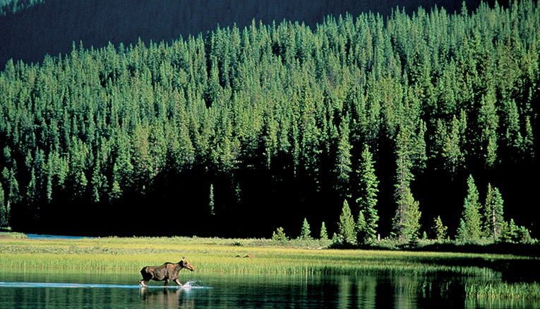 Bcni-canadian-rockies-biking-9